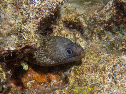 Gymnothorax buroensis observed 2026-10-19
