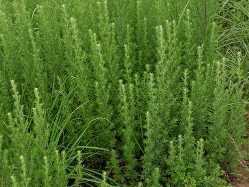 Image of Artemisia lancea by (c) Jacy Chen, some rights reserved (CC BY)
