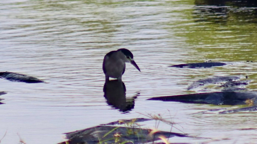 Nycticorax nycticorax, 2026-10-19