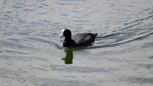 Fulica alai observed 2026-10-19