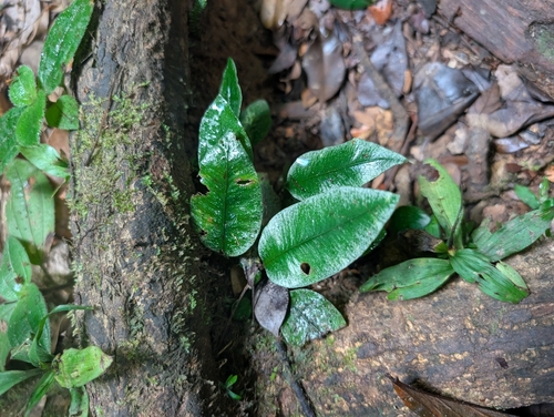 Elaphoglossum observed 2026-10-18