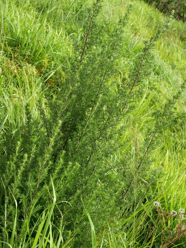 Image of Artemisia lancea by (c) Jacy Chen, some rights reserved (CC BY)