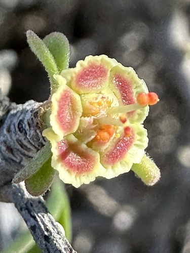 Euphorbia misera, 2026-10-19