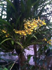 Oncidium sphacelatum