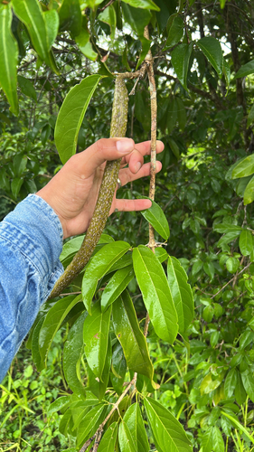 Hippocratea volubilis observed 2026-10-19