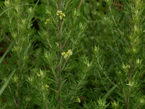 Image of Artemisia lancea by (c) Jacy Chen, some rights reserved (CC BY)