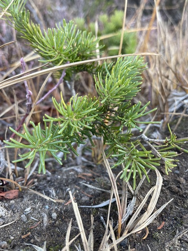 Abies lasiocarpa observed 2026-10-19