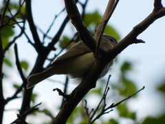 Vireo gilvus