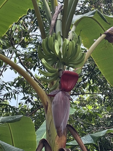 Musa paradisiaca observed 2026-10-18