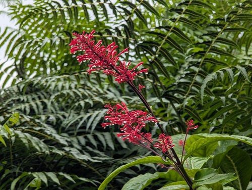 Odontonema cuspidatum observed 2026-10-19