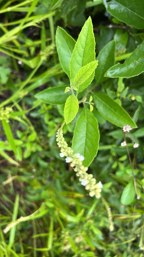 Varronia curassavica, 2026-10-19