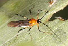 Ragwelellus suspectus