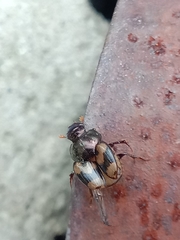 Onthophagus trituber