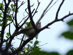 Vireo gilvus