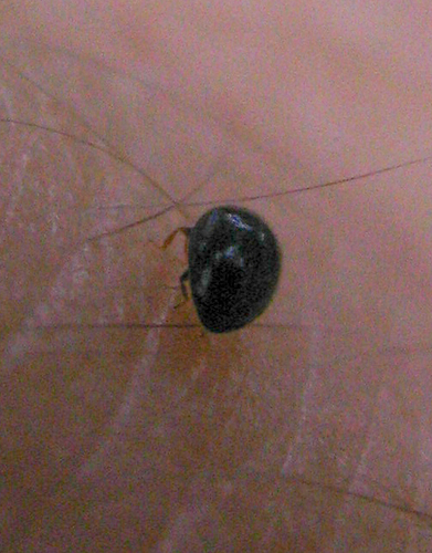 Dot Ladybird