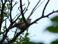 Vireo gilvus