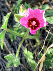 Sidalcea diploscypha