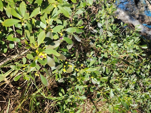 Myoporum boninense observed 2026-10-20