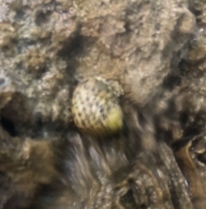 Nerita versicolor observed 2026-10-19