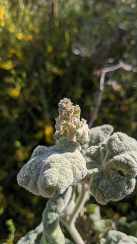 Image of Malacothamnus davidsonii by (c) Erin Lalime, some rights reserved (CC BY)