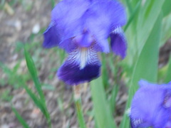 Iris × germanica