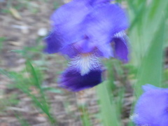 Iris × germanica
