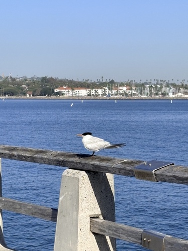 iNaturalist image