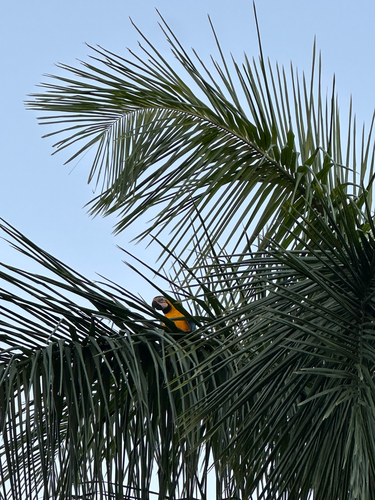 Blue-and-yellow Macaw