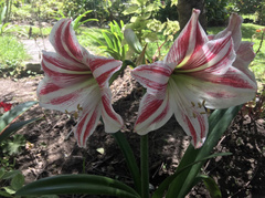 Hippeastrum vittatum