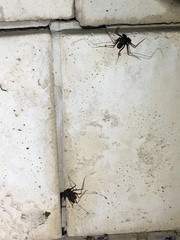 Paraphrynus carolynae