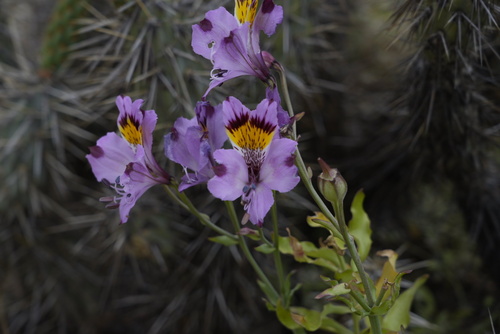 Alstroemeria philippii (Alstroemeria philippii)