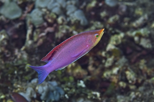 Pseudanthias tuka observed 2026-10-17
