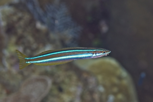 Plagiotremus rhinorhynchos observed 2026-10-18
