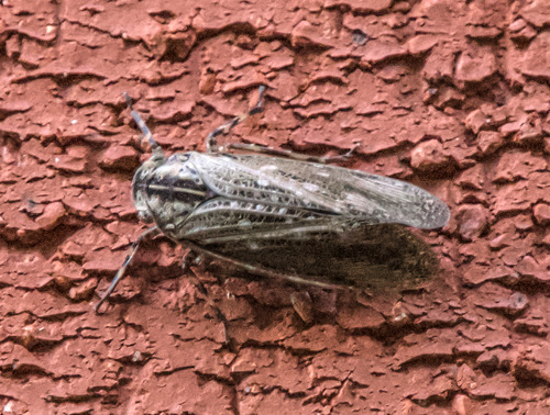 Striated Lanternfly