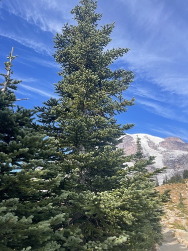 Abies lasiocarpa observed 2026-10-19