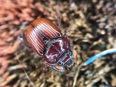 Eucanthus lazarus