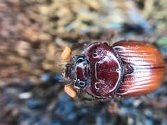 Eucanthus lazarus