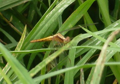 Sympetrum gilvum