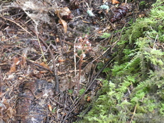 Corallorhiza maculata