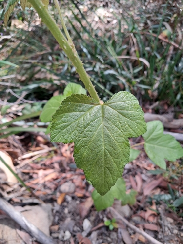 Rubus moluccanus observed 2026-10-20