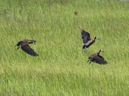 iNaturalist image