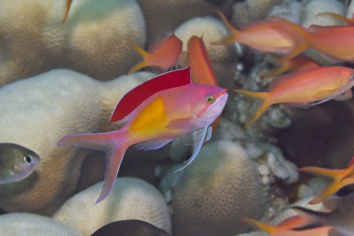 Pseudanthias dispar observed 2026-10-18