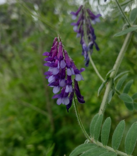 Vicia villosa observed 2026-10-19