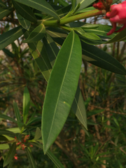Nerium oleander