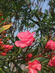 Nerium oleander