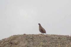 Ammoperdix griseogularis