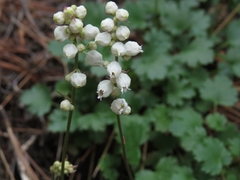 Heuchera hallii