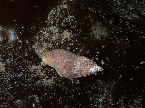Amphissa columbiana, 2026-10-18