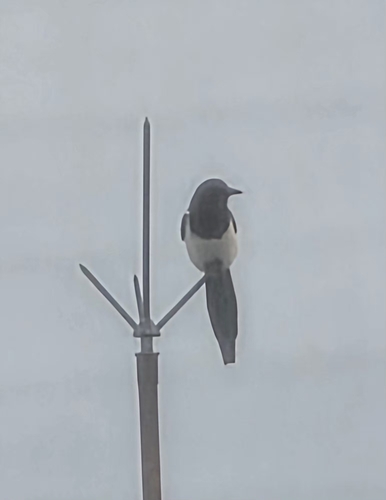 Oriental Magpie