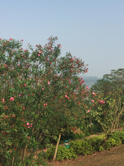 Nerium oleander